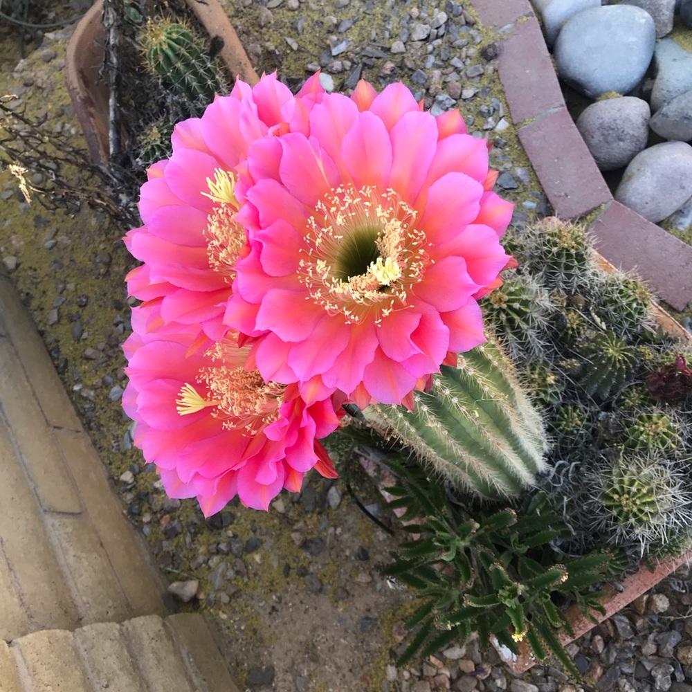 Meet your Posher, Antoinette